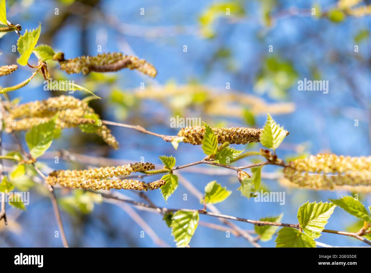 Birch catkins, betula, in spring. Male catkins on a branch, pollen dispersal causing risks of allergy Stock Photo