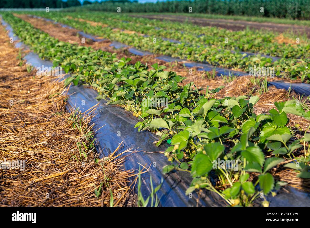 Strawberry plantation under mulch foil and with drip irrigation. Plants