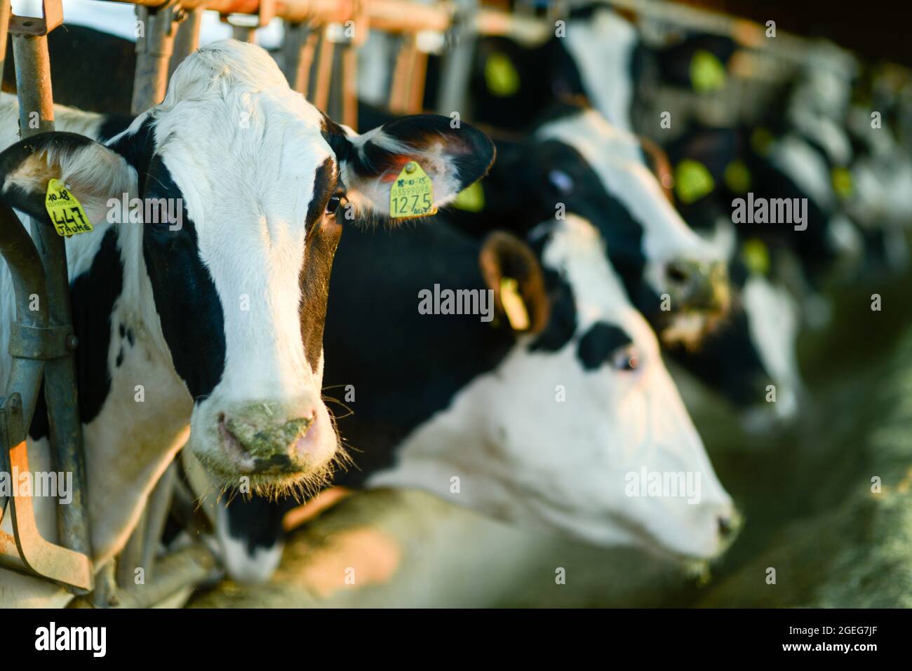 REGGIO EMILIA, ITALY - Jan 14, 2021: A closeup of a farm in Reggio Emilia, Italy full of Holstein Friesian cows with tags on their ears Stock Photo