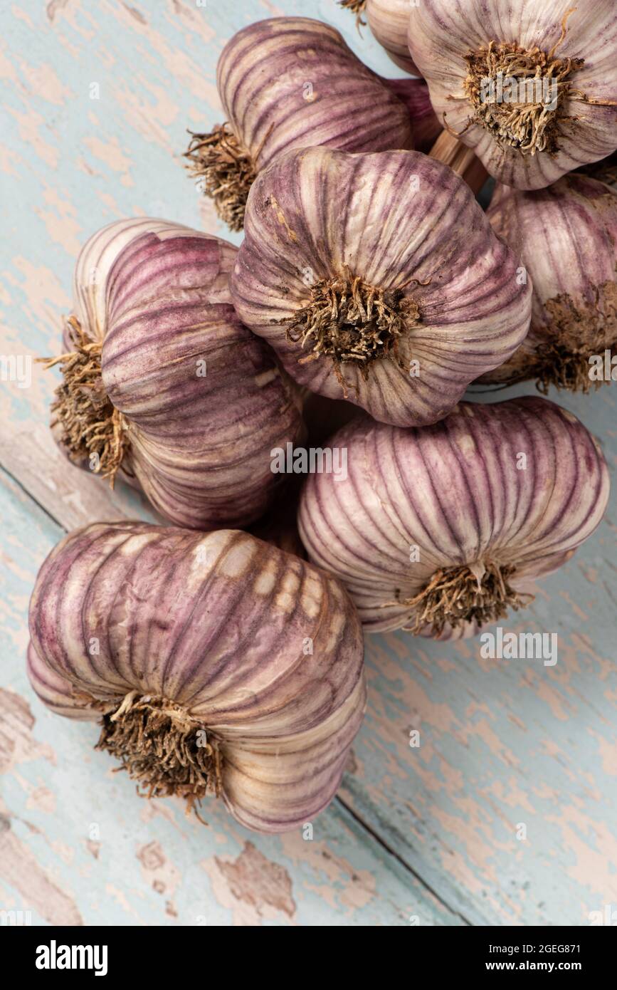 Purple garlic bulbs on a painted table top. Stock Photo