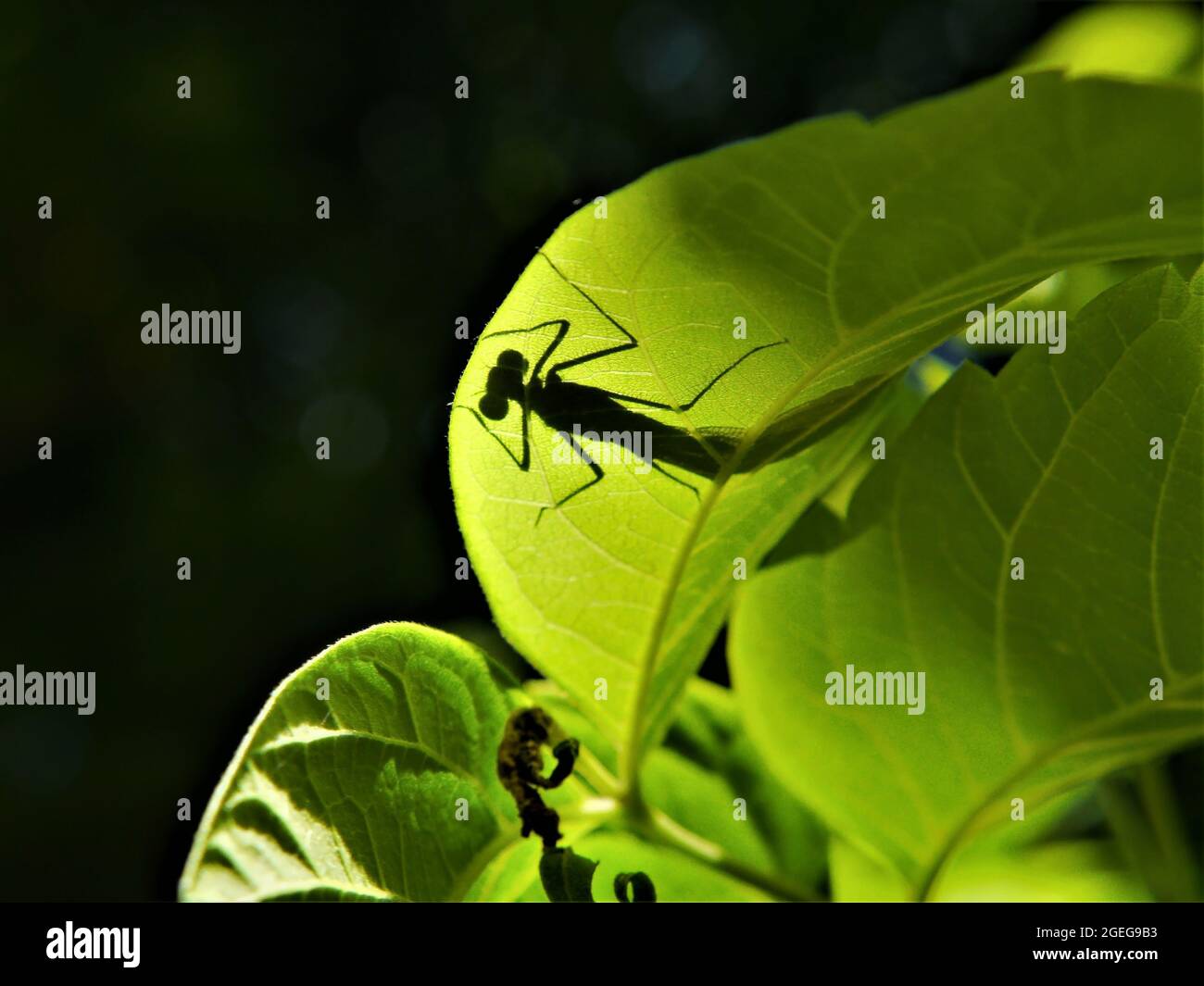 Close-up of the silhouette of a dragonfly through a green tree leaf in ...