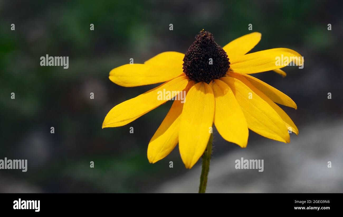 OLYMPUS DIGITAL CAMERA - Close-up of the yellow flower on a black-eyed susan plant growing in a meadow. Stock Photo