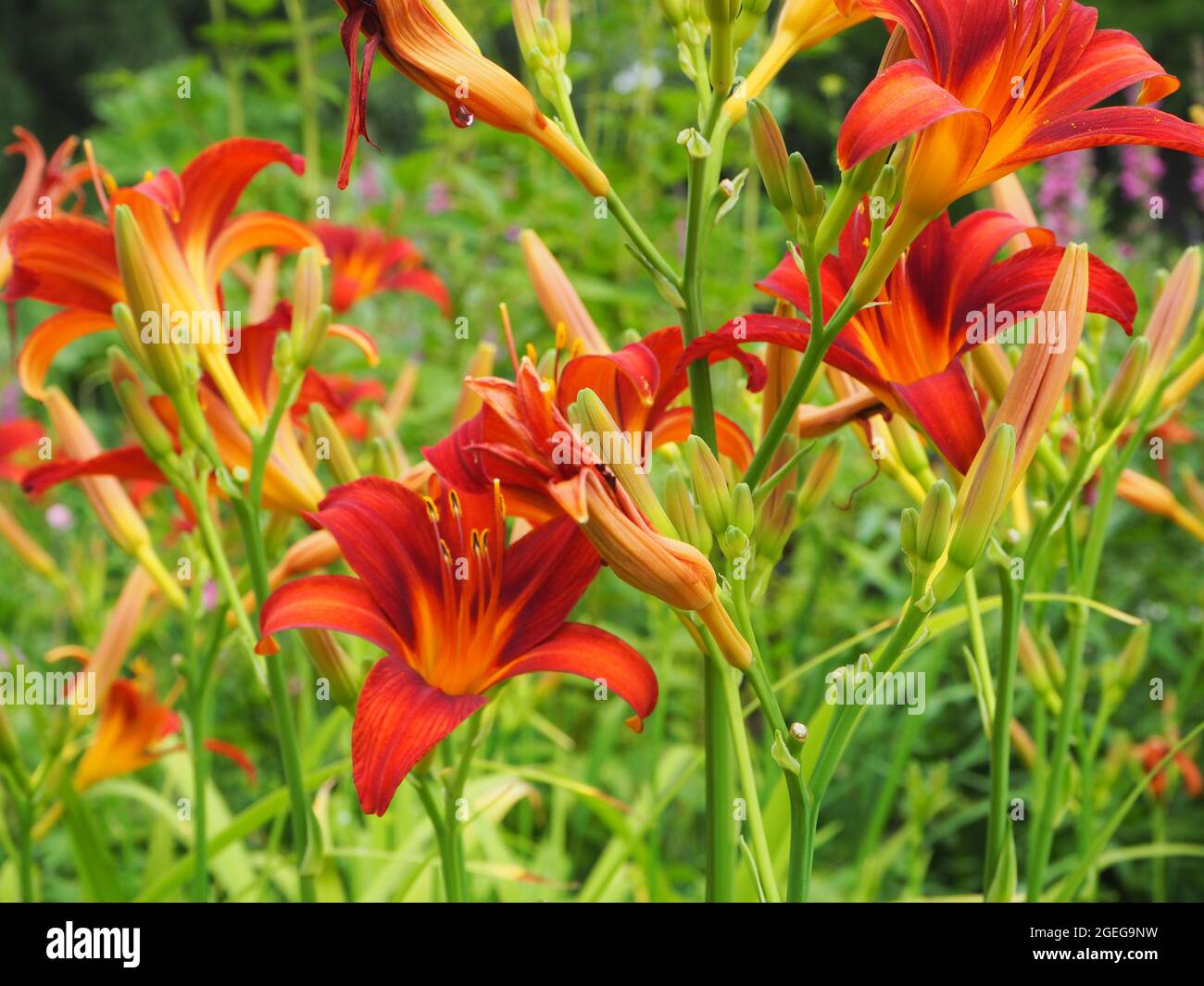 blume, flowers, garden Stock Photo