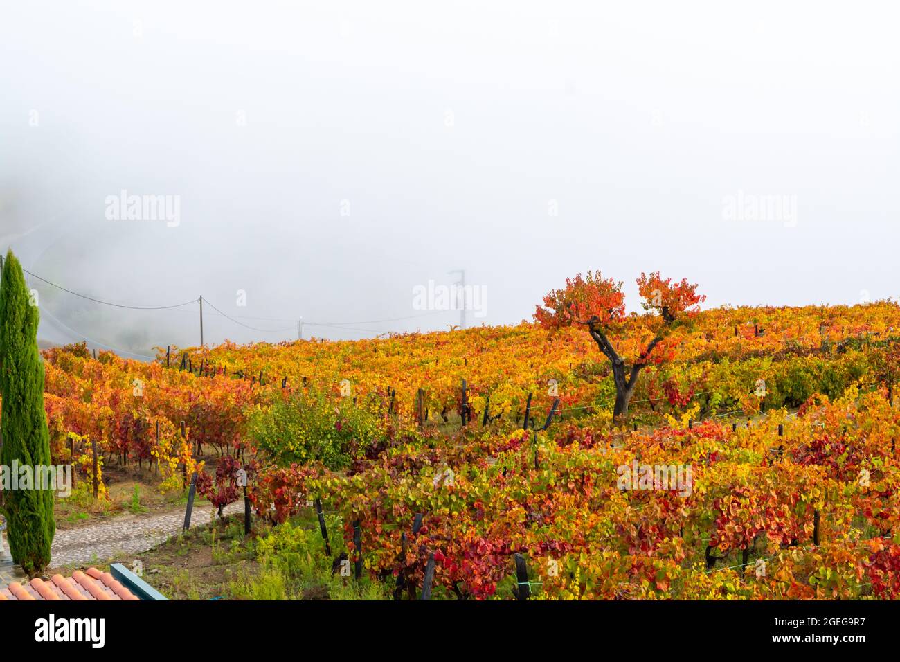 Colorful autumn landscape of oldest wine region in world Douro valley in Portugal, different