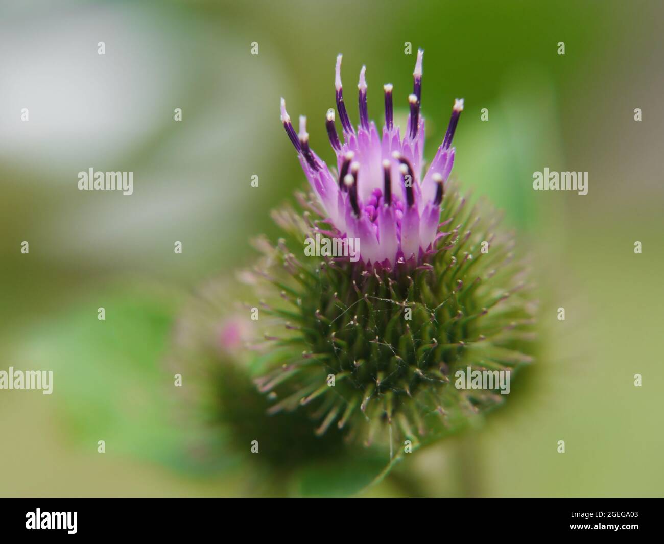 Close-up on the pink and purple flower on a lesser burdock plant Stock Photo