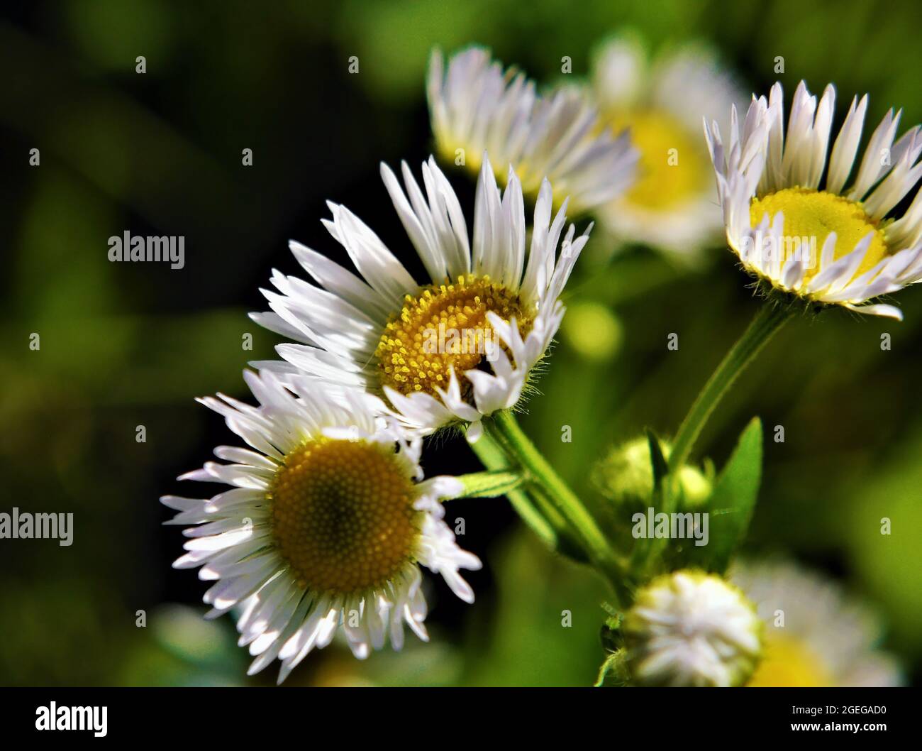 Close-up of the white flowers on a daisy fleabane plant growing in a meadow. Stock Photo