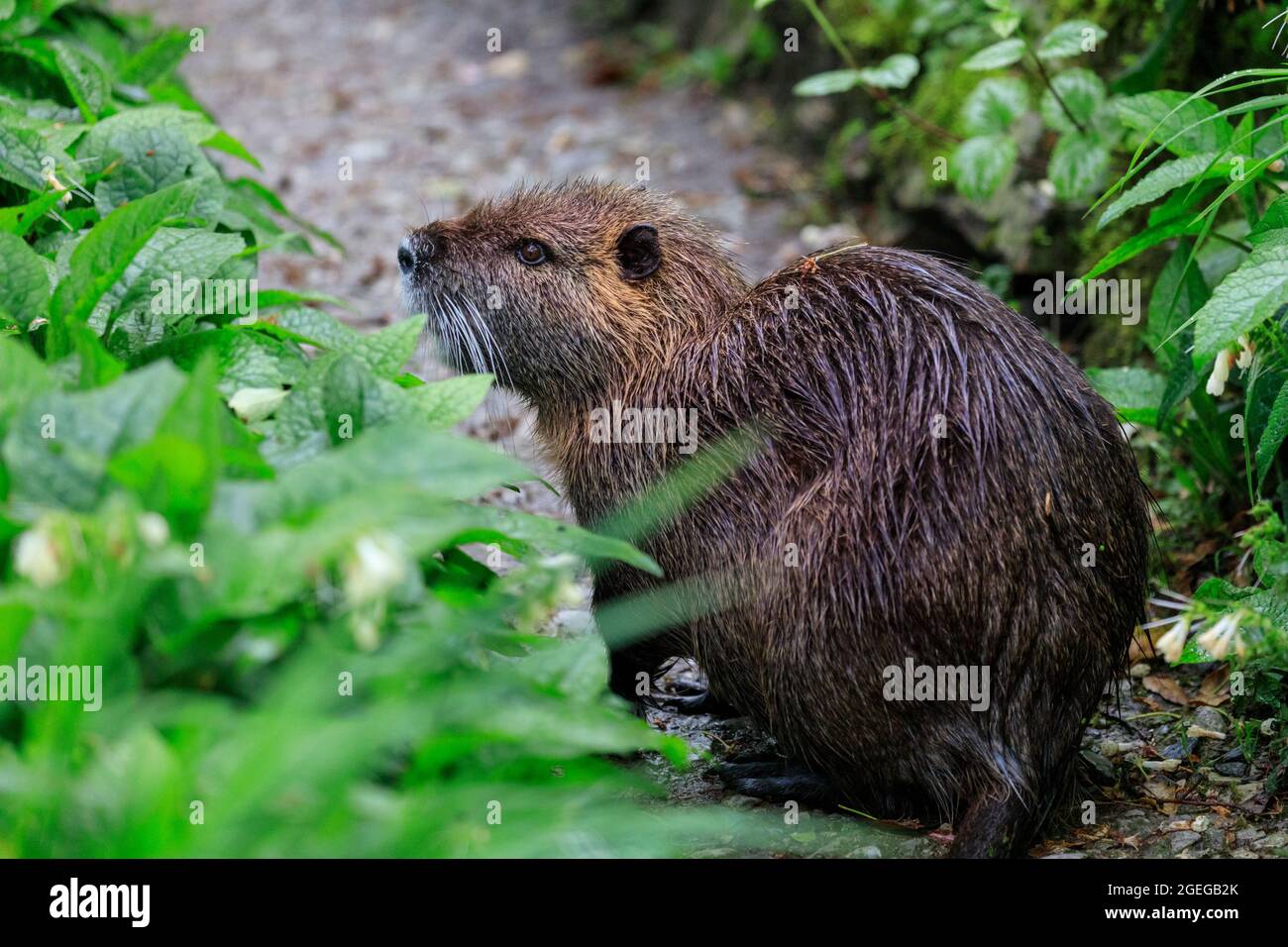 Wild nutria (also called coypu or beaver rat, Myocastor coypus) adult, in natural  surroundings, Germany Stock Photo - Alamy