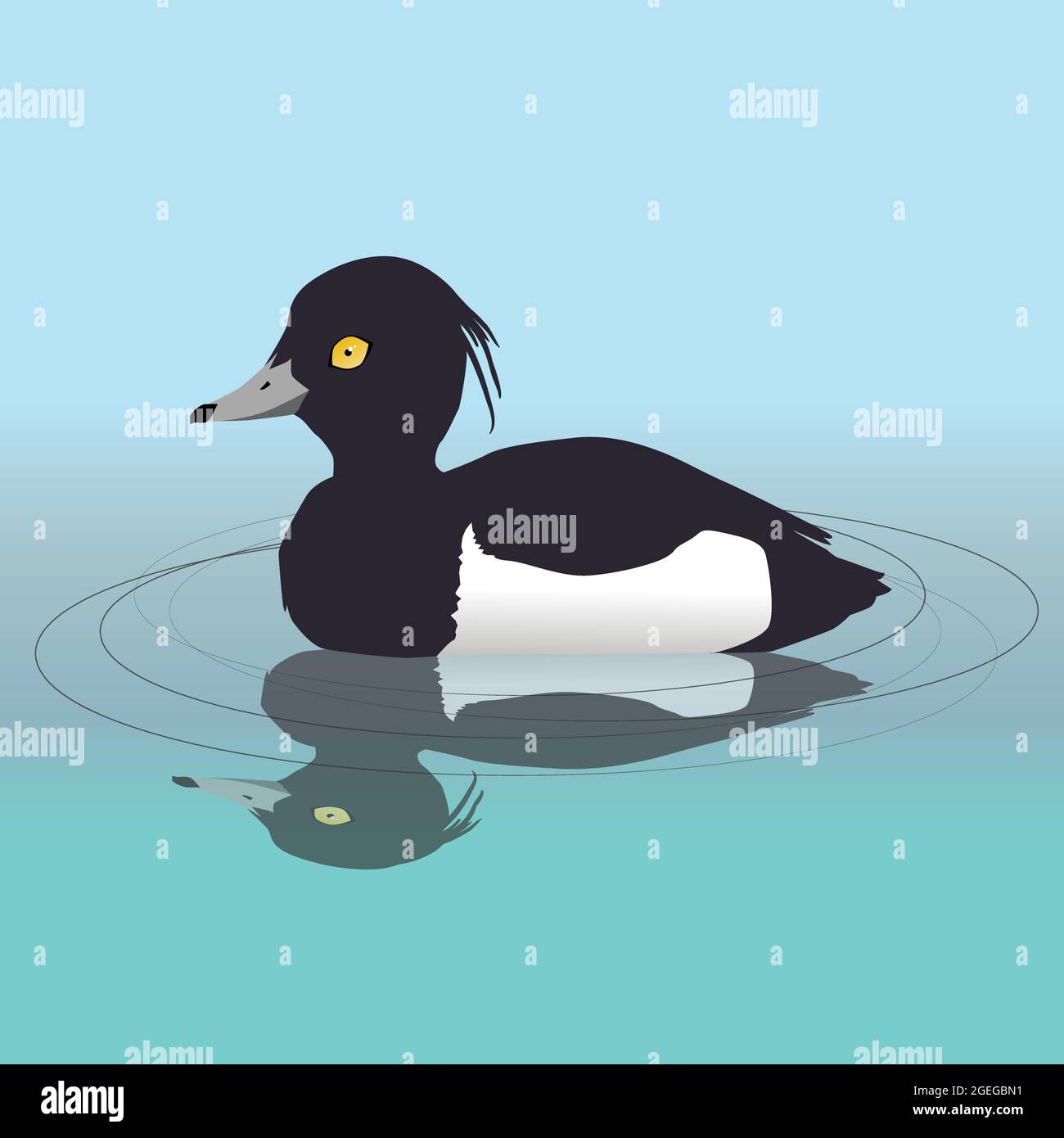 A vector illustration of a male tufted duck swimming in the water. His reflection is visible in the water. Stock Vector