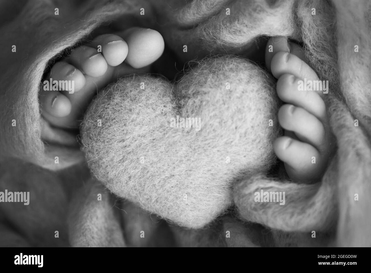 Photo of the legs of a newborn. Baby feet covered with wool isolated