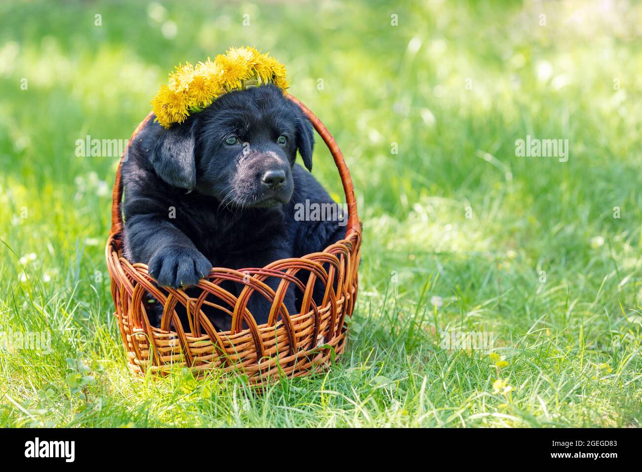 Black labrador retriever puppy sitting in a basket on the grass in the spring garden. Puppy crowned with a dandelion wreath Stock Photo