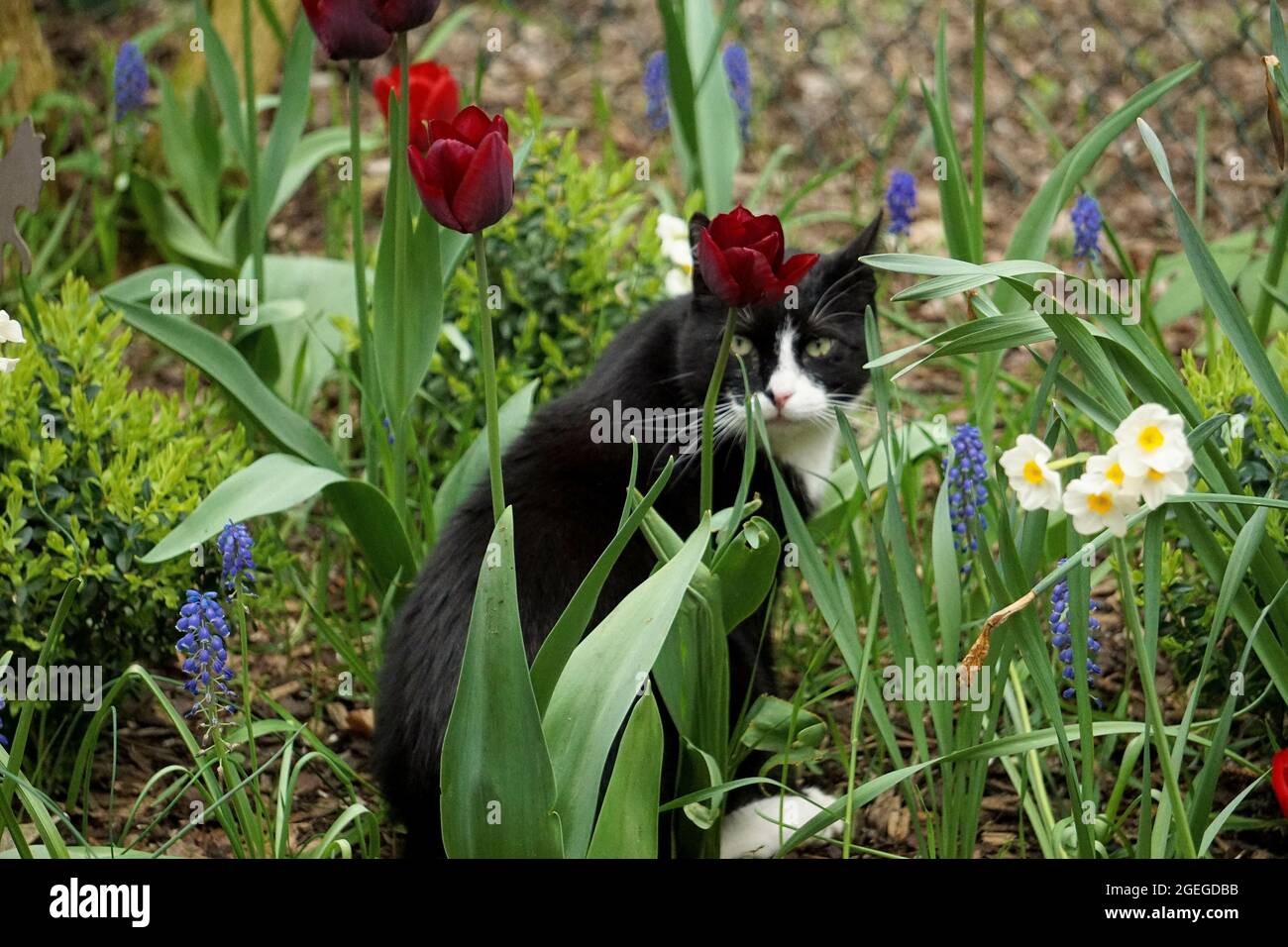 Closeup shot of a black and white cat in a garden full of flowers Stock ...