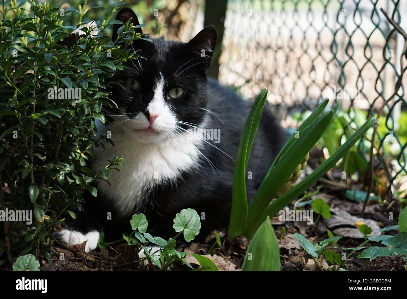 Closeup shot of a black and white cat in a garden Stock Photo - Alamy