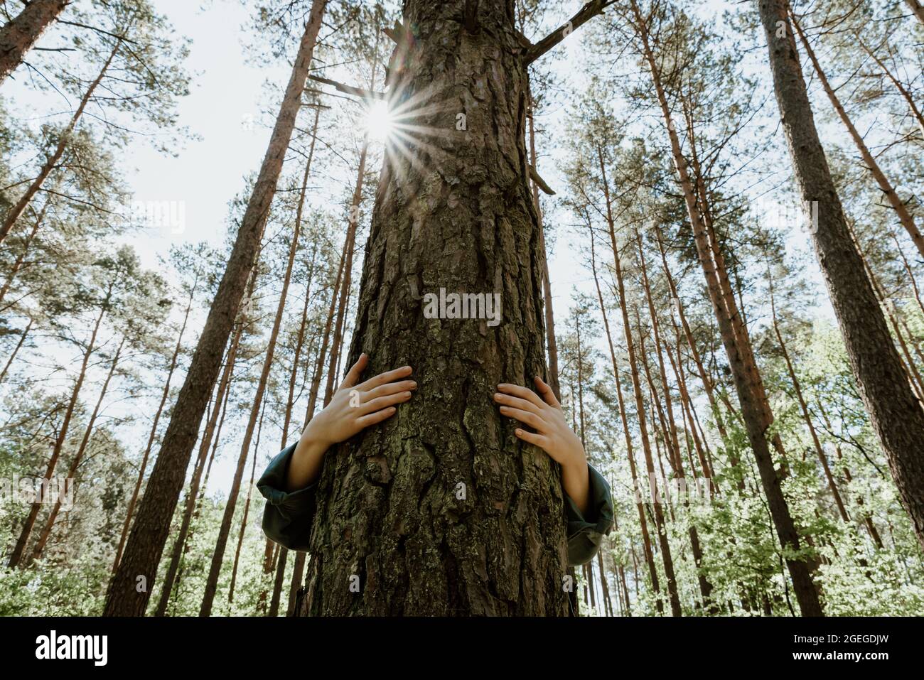 Person hugging a tree in forest, embracing tree trunk with both hands ...