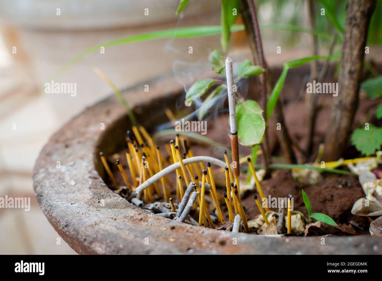 Holy basil plant tulsi leaves hires stock photography and images Alamy