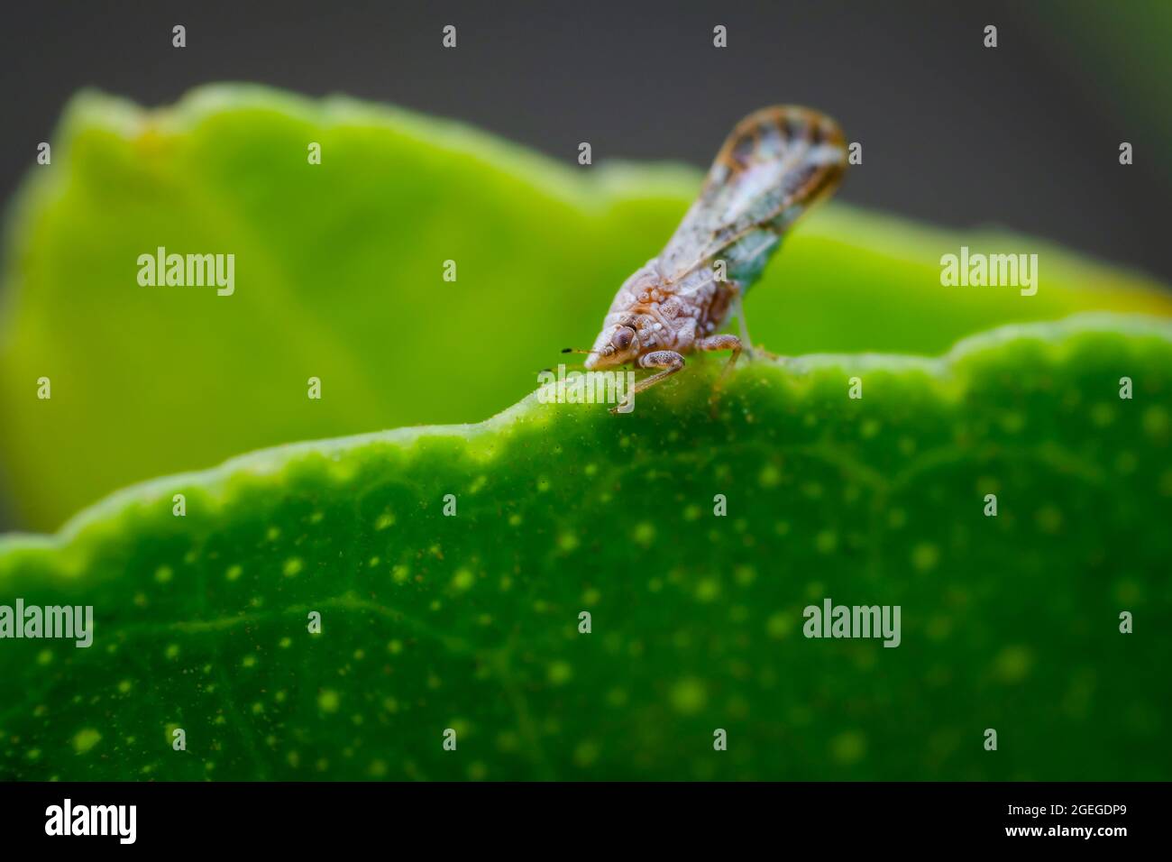 Asian citrus psyllid on the edge of lemon plant leaf. Its scientific name is Diaphorina citri which one of the vectors of citrus greening disease has Stock Photo