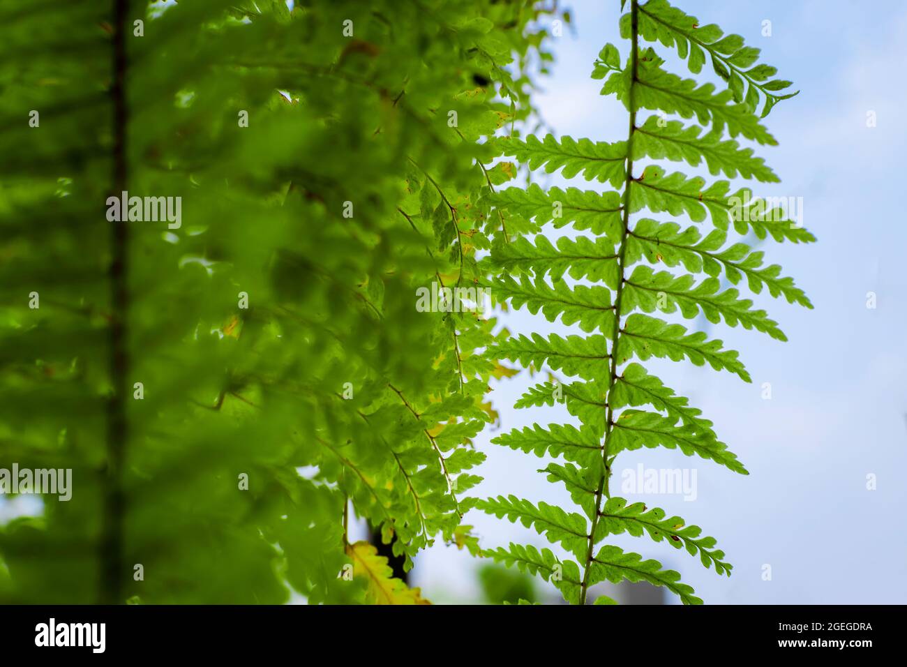 Ferns in vertically aligned with blue sky blurry background and selective focus. Stock Photo