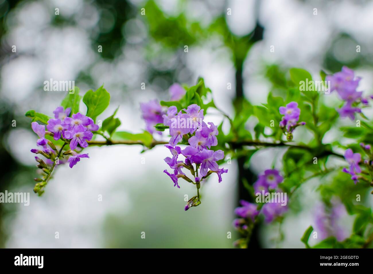 Duranta erecta plant flowers of purple color with twig during rainy season. Used selective focus with bokeh background. Stock Photo