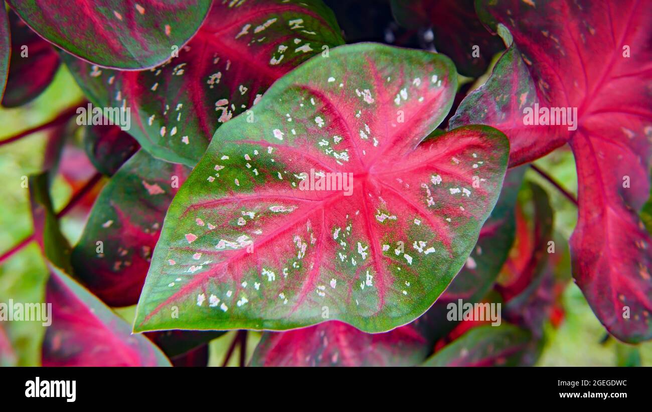 Close-up of the white spotted red and green leaves on a caladium heart of jesus plant. Stock Photo
