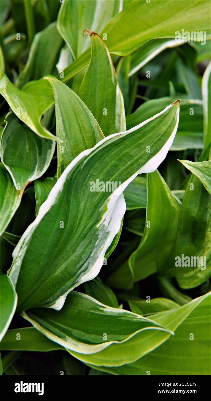 Close-up of the green and white leaves on a hosta plant growing in a garden Stock Photo
