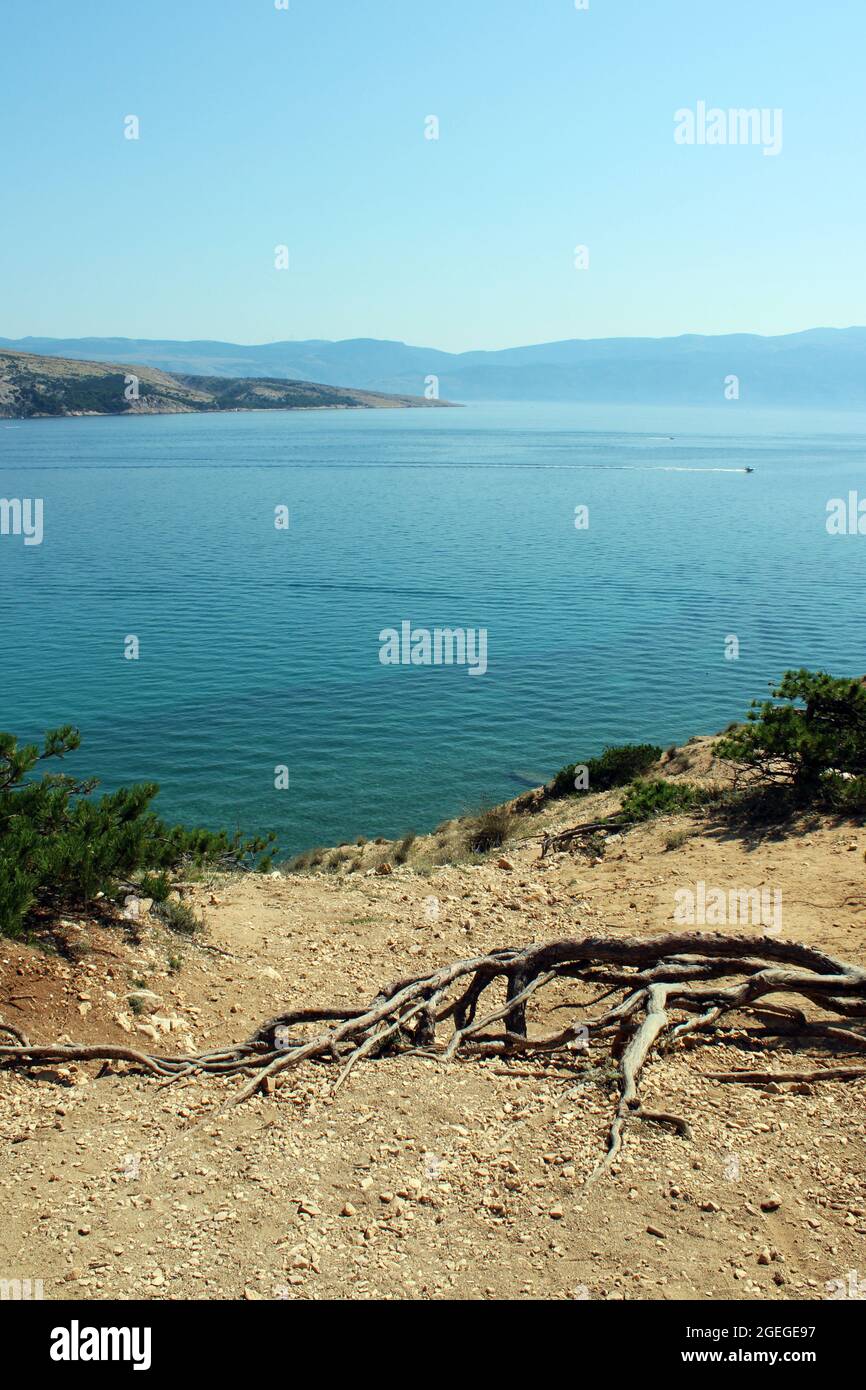 Baska, island Krk, phenomenal Zarok - sandy area, roots & sea, Adriatic coast, Croatia Stock Photo