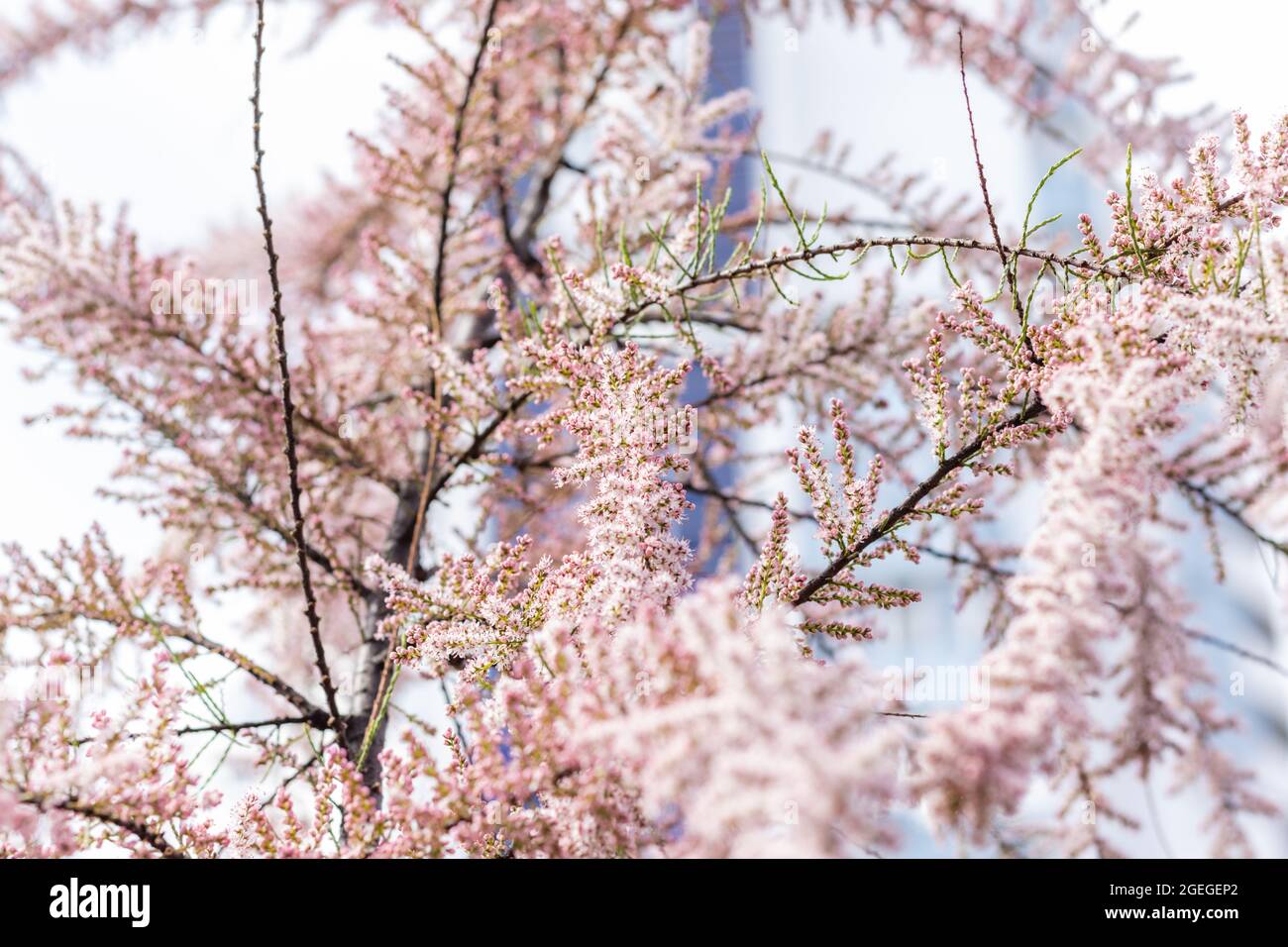 Soft blooming of Tamarisk or salt cedar with pink flowers Stock Photo
