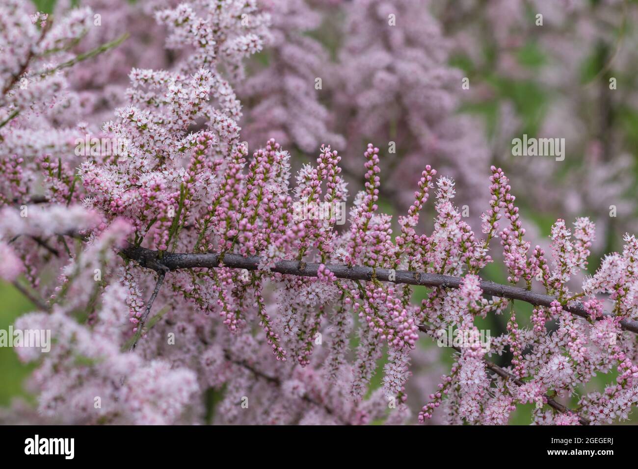 Soft blooming of Tamarix or tamarisk plant with pink flowers Stock Photo