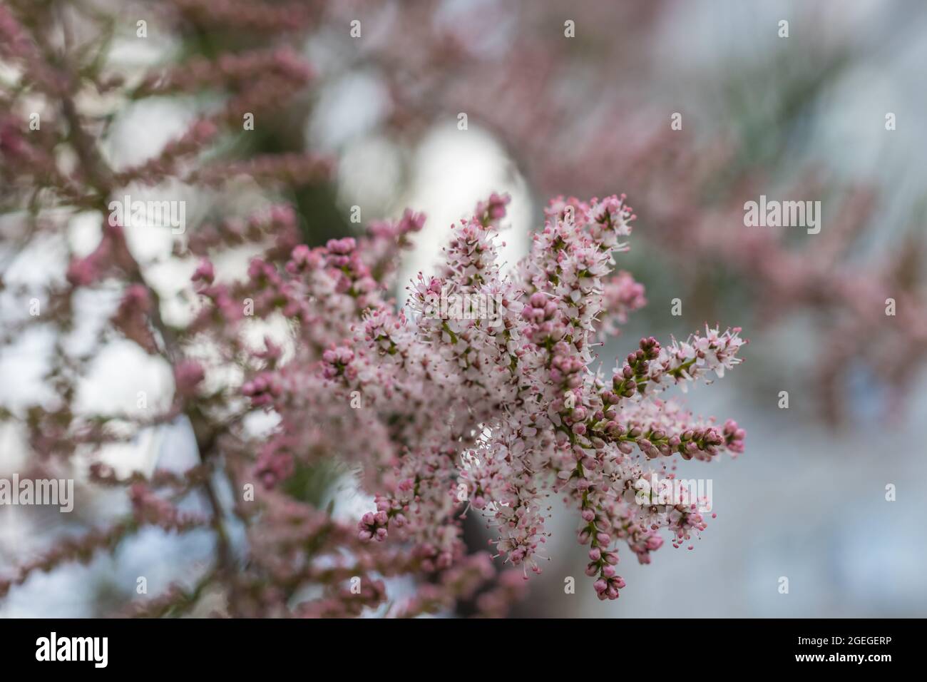 Blooming of Tamarisk or salt cedar green plant with pink flowers Stock Photo