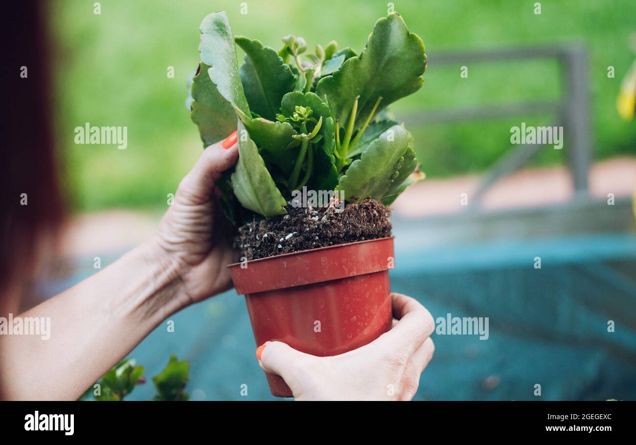 Take plant out of pot hires stock photography and images Alamy