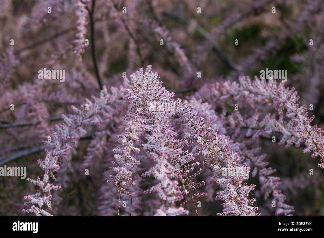 Blooming of Tamarix or tamarisk or salt cedar green plant with pink flowers Soft focus Stock Photo