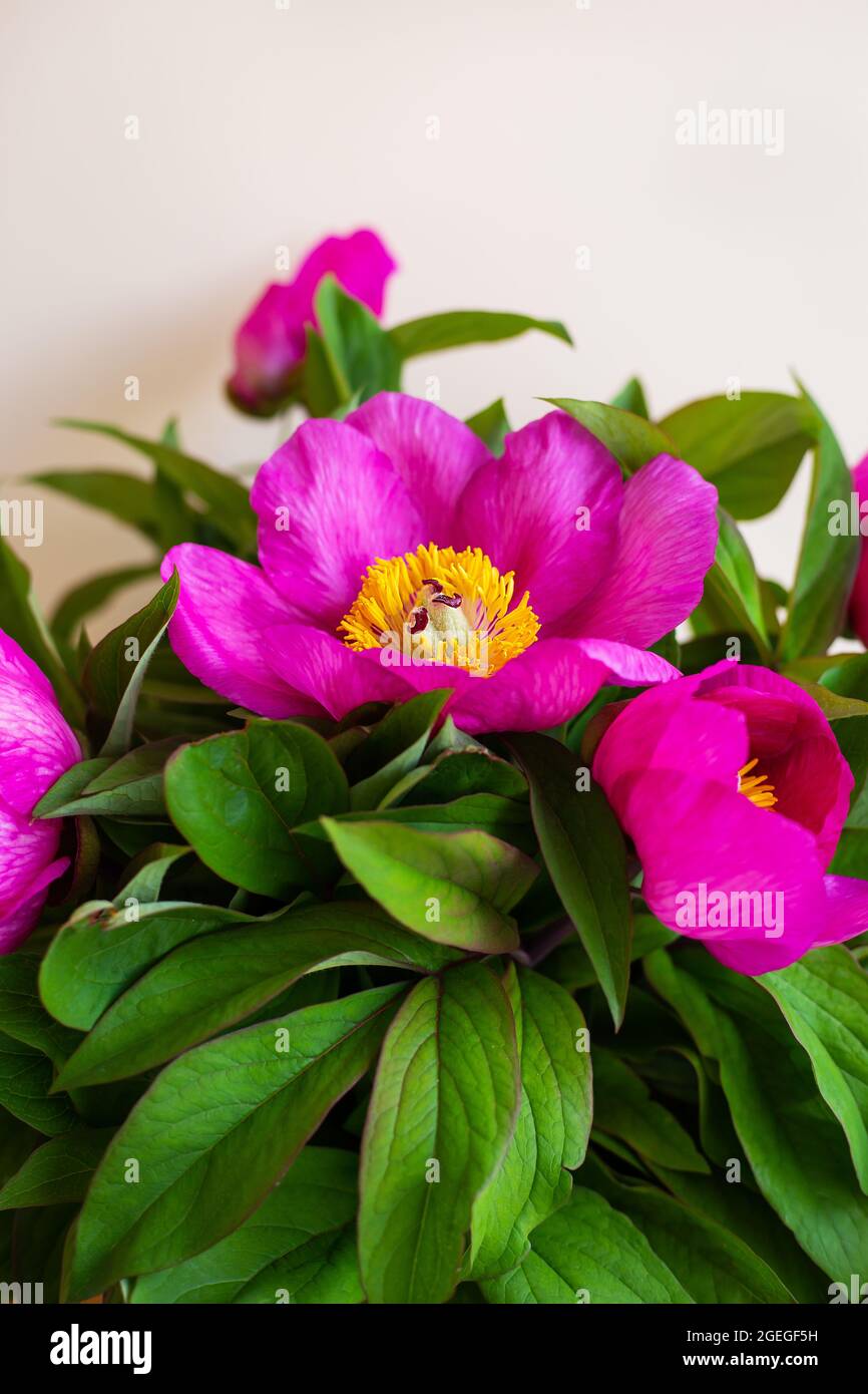 A bouquet of beautiful bright pink peonies in a glass vase stands on a ...