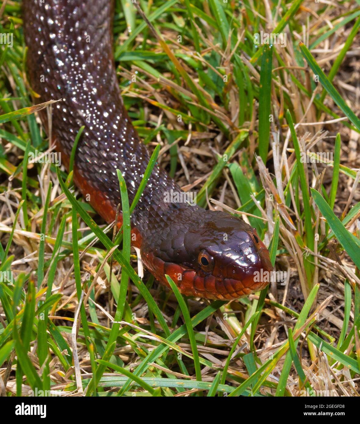 Red-bellied watersnake in some grass in North Carolina Stock Photo