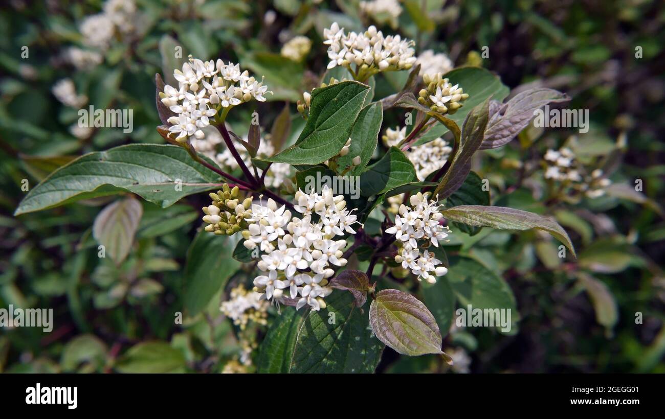 Close-up of the tiny white bunches of flowers blooming on a red osier dogwood shrub. Stock Photo