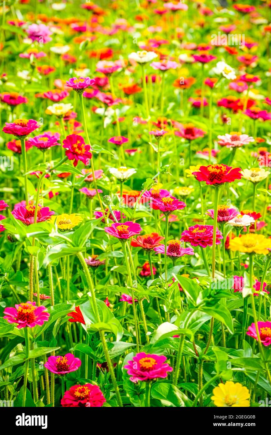 Colorful flowers in the meadow Stock Photo - Alamy