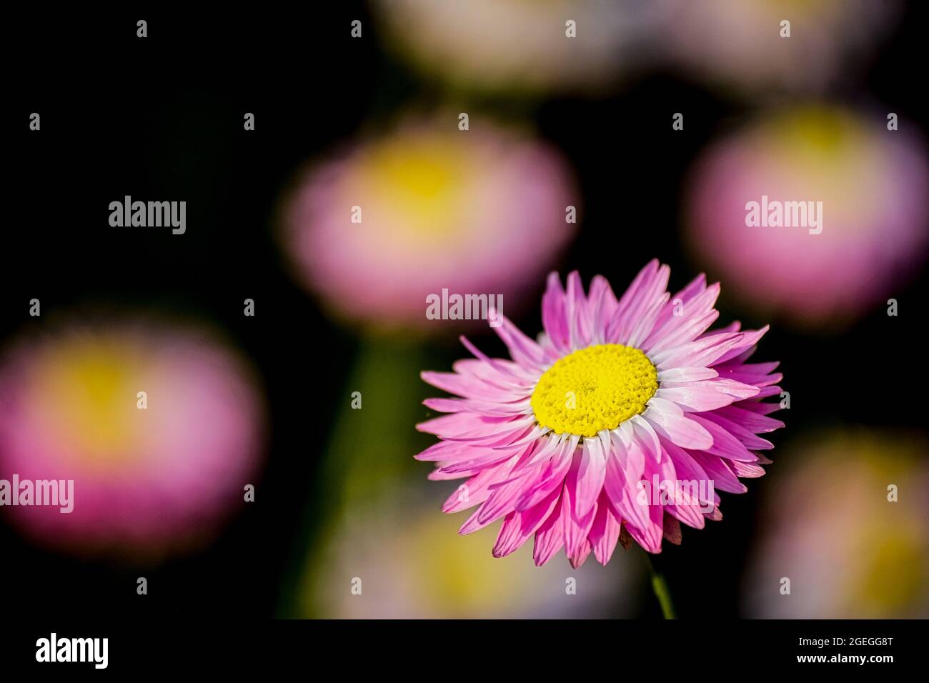 Close-up on pink daisy flower  Stock Photo
