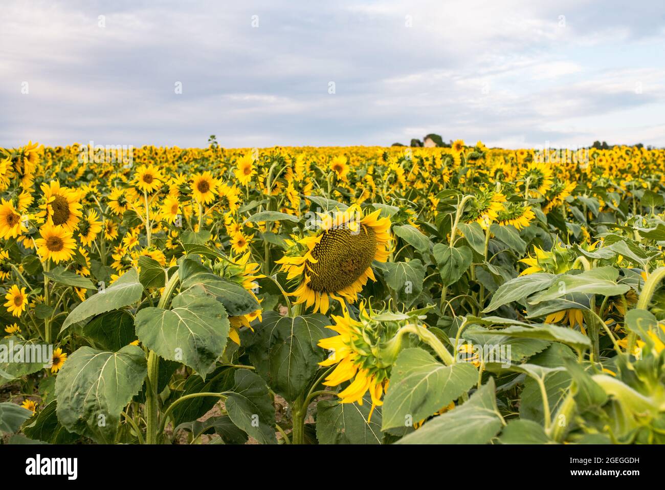 Sunflower field as far as the eye can see stock photo alamy
