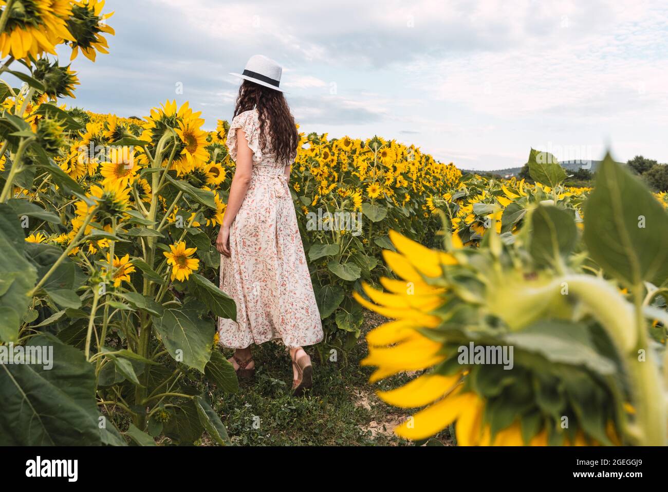 Young woman standing in the middle of a field of sunflowers Stock Photo ...