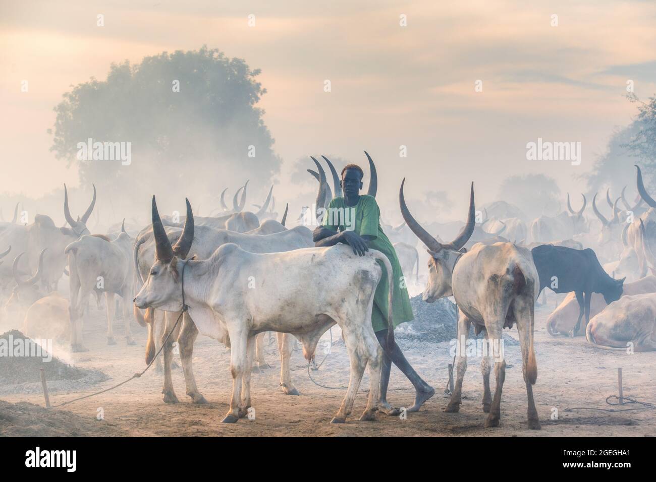 Cow Protector Cow Protectors High Resolution Stock Photography and Images - Alamy