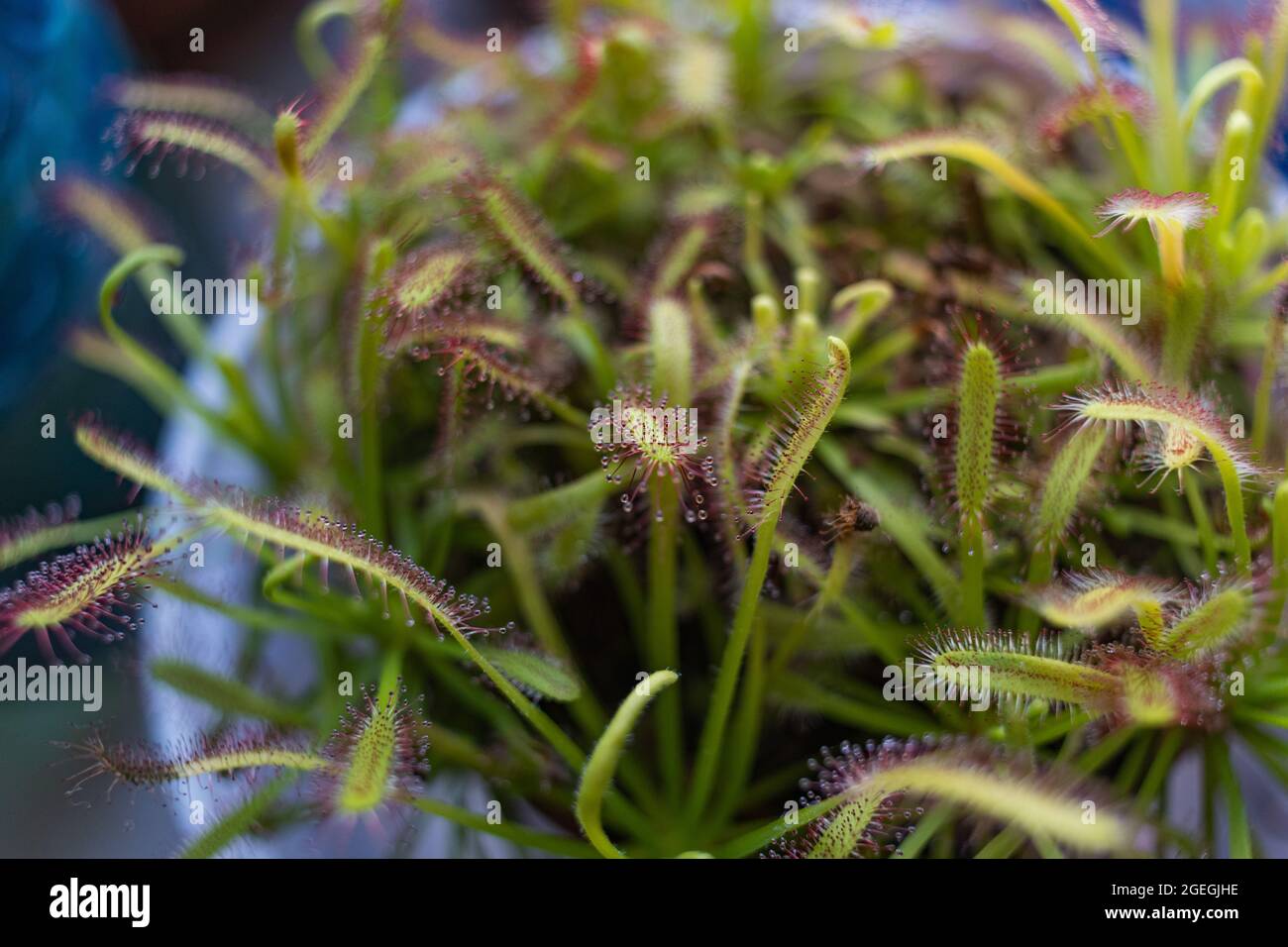 Sundew carnivorous plants, catches insect on sticky hairs Stock Photo