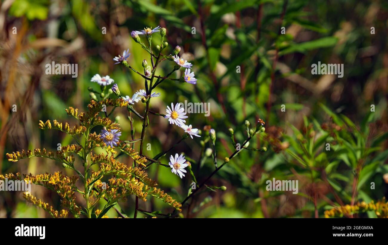 OLYMPUS DIGITAL CAMERA - Close-up of the flowers on a canada goldenrod and blue aster plants growing side by side in a meadow. Stock Photo