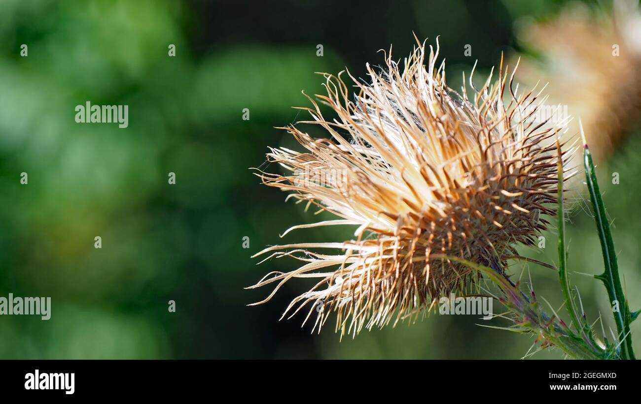 OLYMPUS DIGITAL CAMERA - Close-up of a bull thistle plant seeding with ...