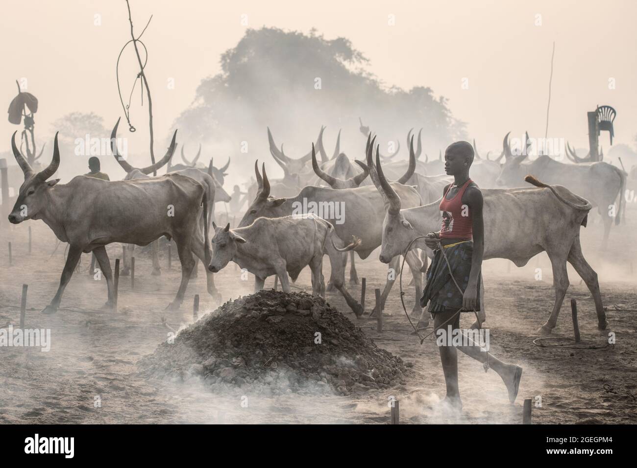 Cows behind a dung fire being herded by a Mundari girl. TEREKEKA, SOUTH SUDAN: In one image, a man stared into the camera surrounded by cows while bra Stock Photo