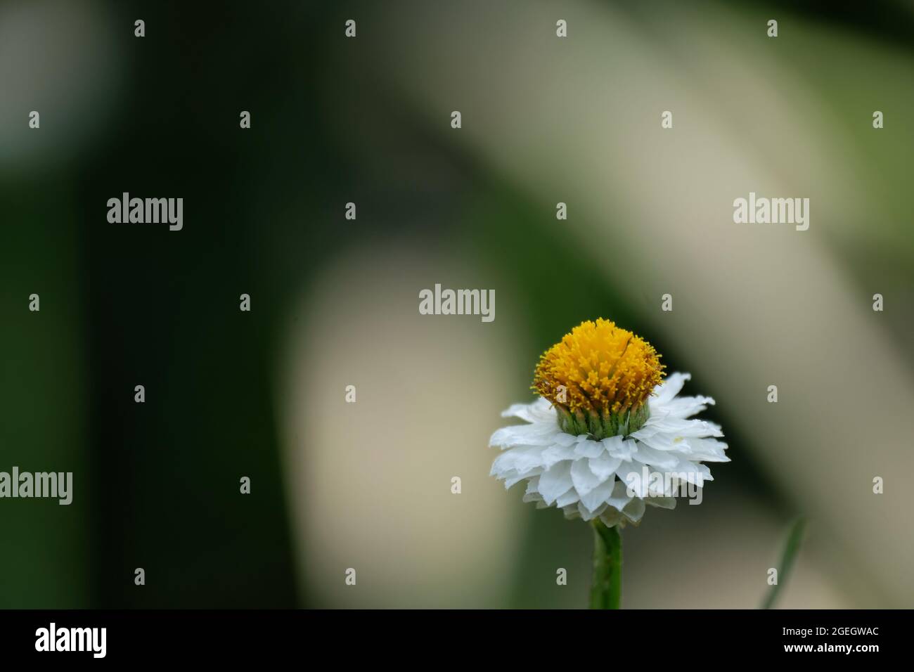 Close-up of single daisy flower against dark background Stock Photo