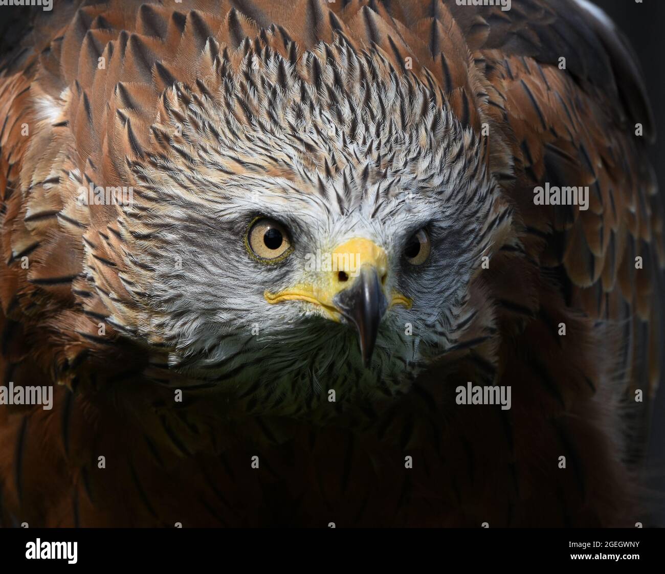 Red Kite close up portrait. Milvus Milvus Stock Photo