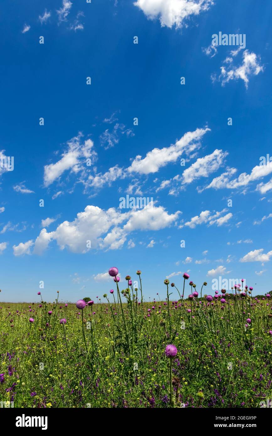 Flowered field in summer, in the Pampas plain, La Pampa Province, Patagonia, Argentina. Stock Photo