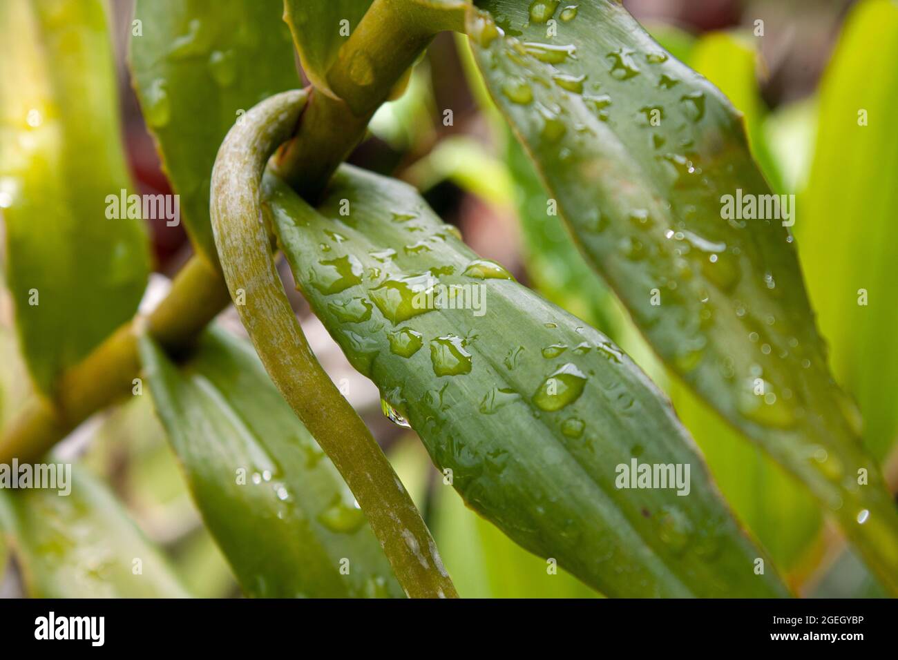 Raindrops on the leaf of an aerial orchid at sunrise Stock Photo