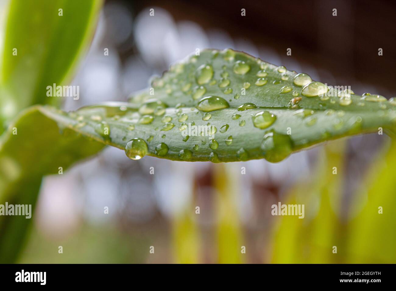 Raindrops on the leaf of an aerial orchid at sunrise Stock Photo