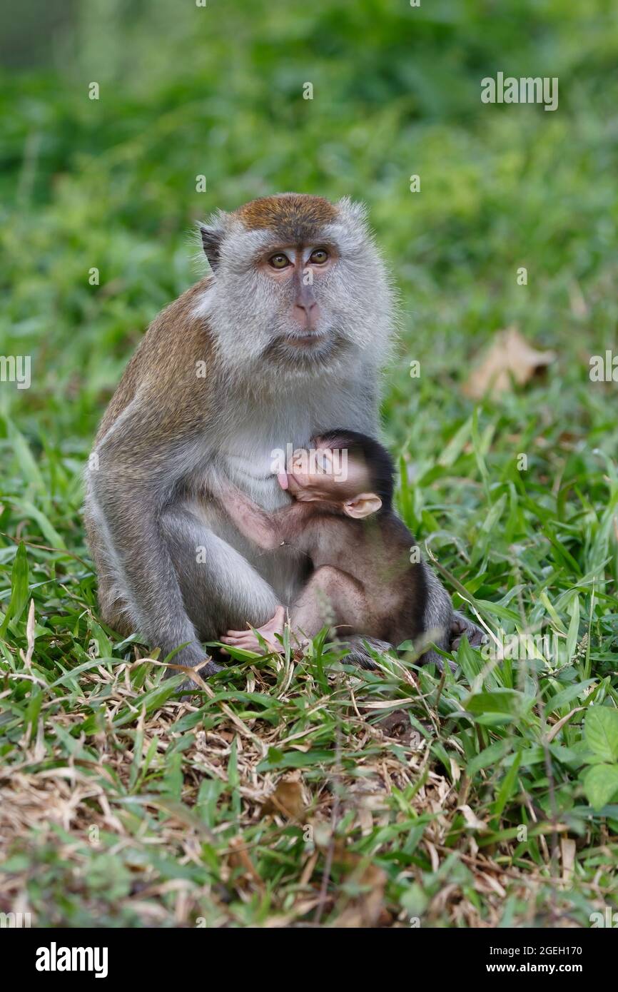 Long-tailed Macaque,, Bukit melawati; Malaysia, August 2015 Stock Photo