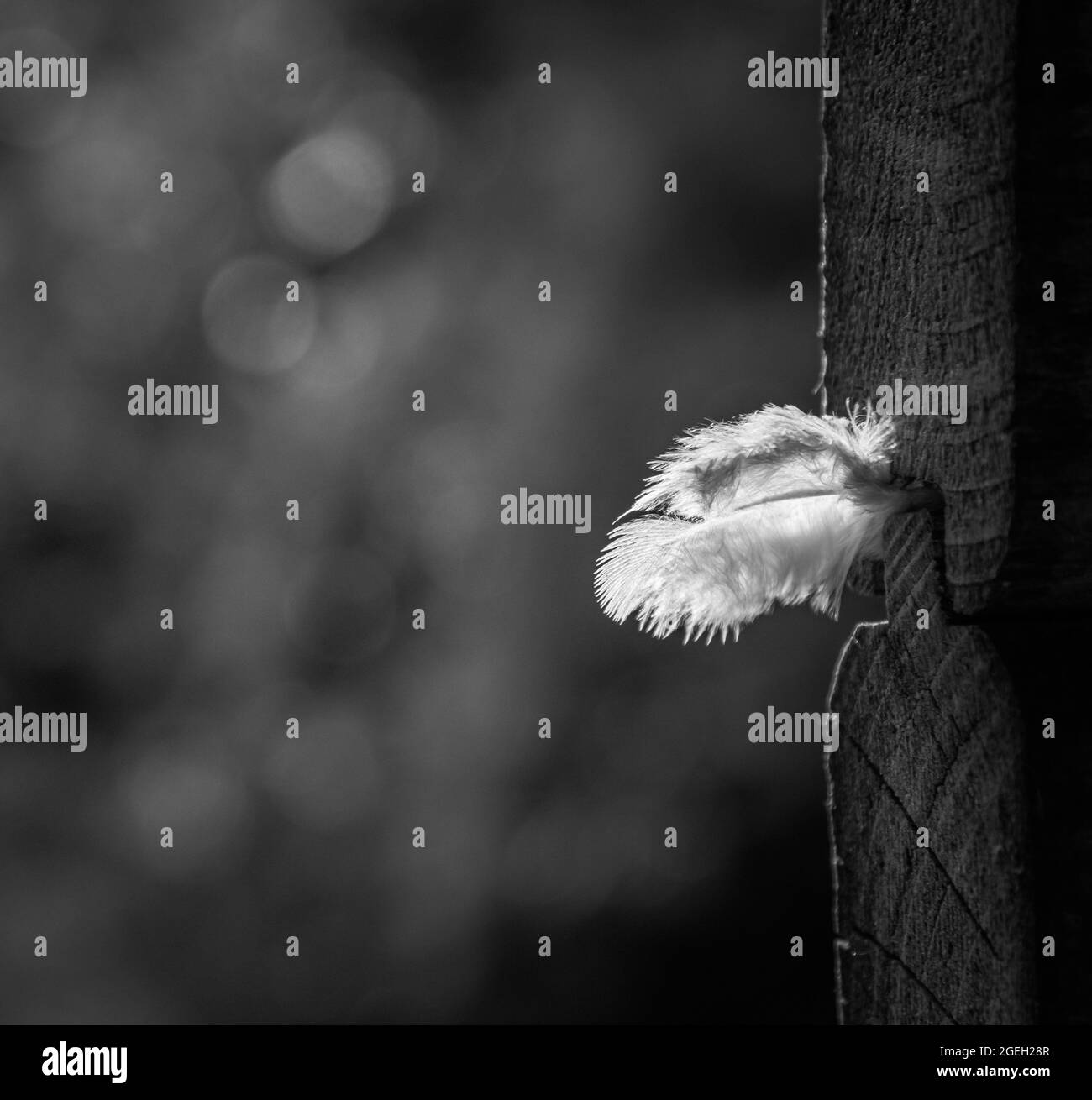 Greyscale closeup shot of a white feather on a wooden column Stock Photo