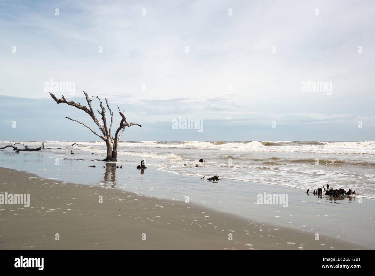 Dead trees in the sea at Boneyard Beach on Bull Island, South Carolina Stock Photo