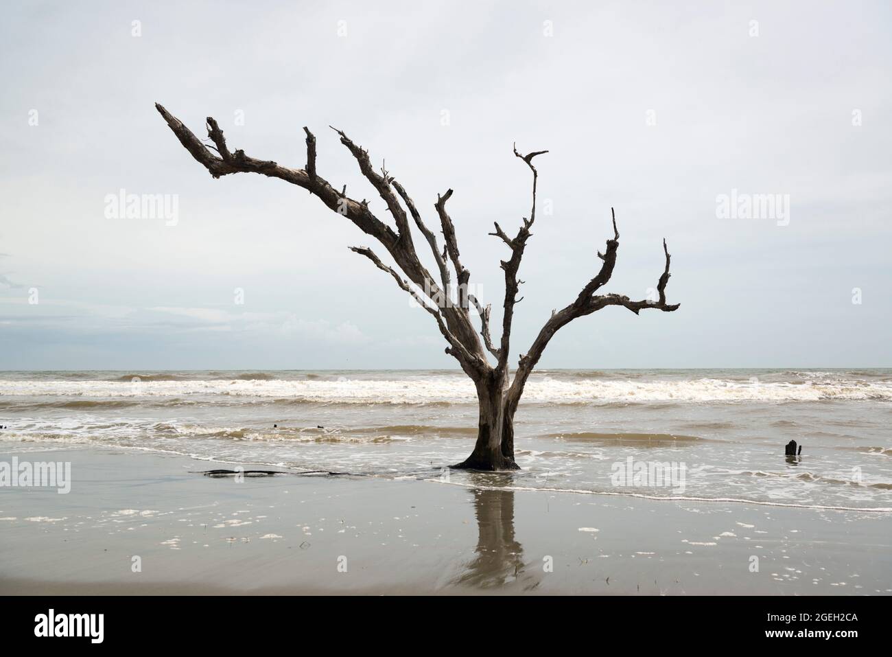 Dead trees in the sea at Boneyard Beach on Bull Island, South Carolina Stock Photo
